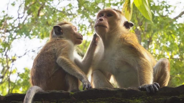 Pair of Adorable Monkeys at Ancient Ruins in Sri Lanka