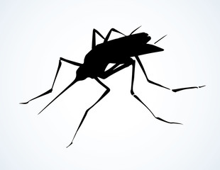 Mosquito. Vector drawing