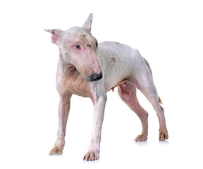 thin bull terrier