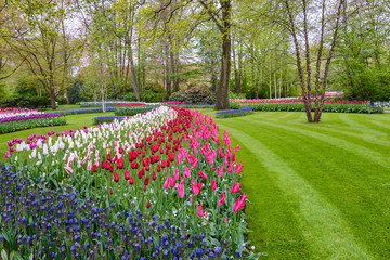 Spring tulip field in garden, Amsterdam, Netherlands
