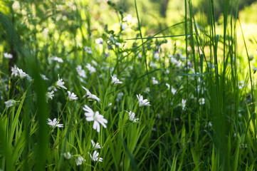 Delicate white flowers of chickweed on a Sunny forest glade.