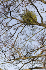 Green mistletoe growing on a branch of a tree.
