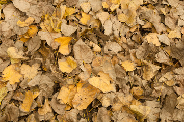 dry maple leaves