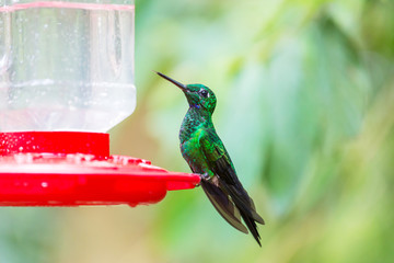 Kolibri