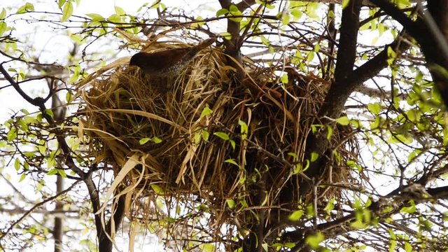 A sparrow nesting with hay on the twigs of Wrightia religiosa Benth at daytime in Bangkok, Thailand, southeast Asia in horizontal view.