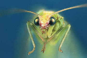 A common green lacewing (Chrysoperla carnea) up close.