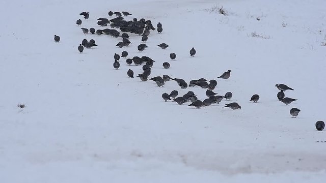 Wood pigeons eat in winter and fly back and forth
