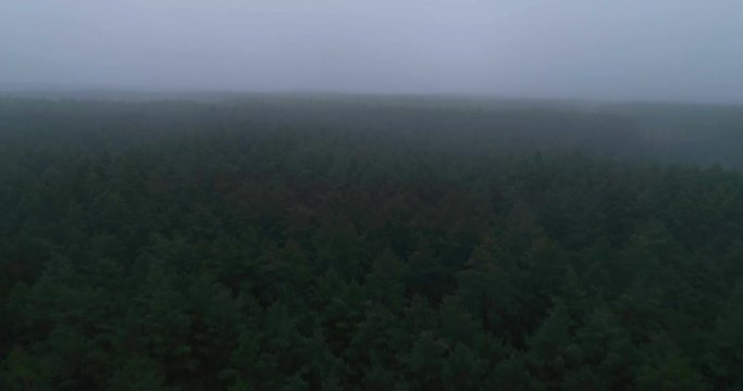 Aerial view of forest covered with fog