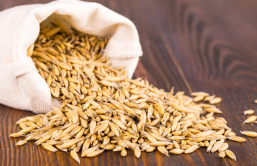 Oat ears stems and burlap bag on a dark brown wood background