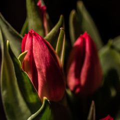 Naklejka premium Makro rote Tulpen