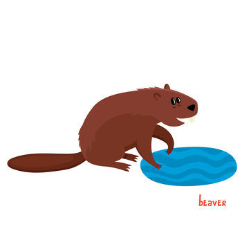 Vector cute beaver in cartoon style isolated on white background.