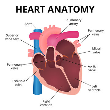 anatomy of the human heart