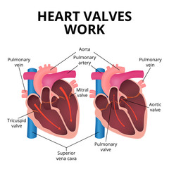 anatomy of the human heart