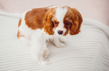 Cavalier King Charles Spaniel puppy sits on the white blanket
