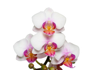 Phalaenopsis orchid close-up on a white background. Isolated.