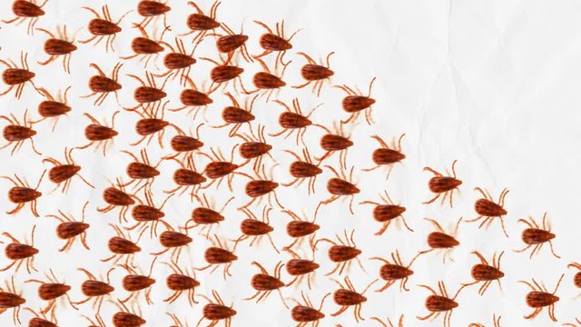 March of parasites - a group of red ticks moves forward