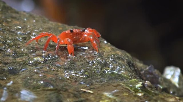 Little, red, terrestrial crab, foraging for food and climbing over wet rocks