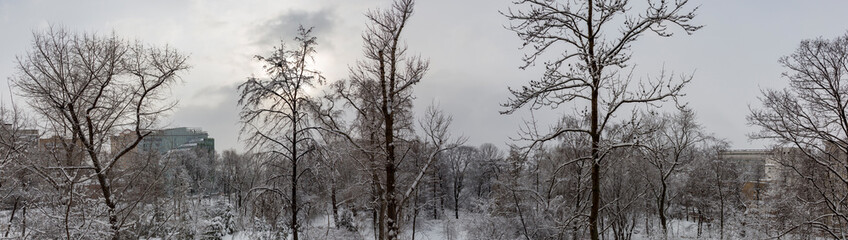 Snow-covered branches of trees during a winter snowfall

