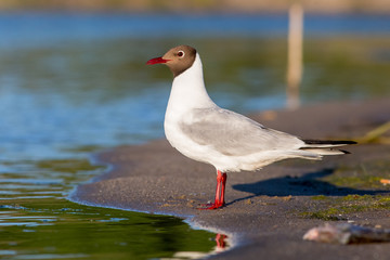 bird, seagull, gull, sea, animal