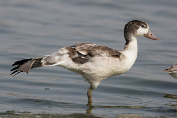 bird, water, duck,  piebald