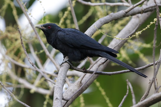 Male Koyal (cuckoo) 
