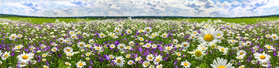 Fototapete Frühling Frühlingslandschaftspanorama mit blühenden Blumen auf Wiese