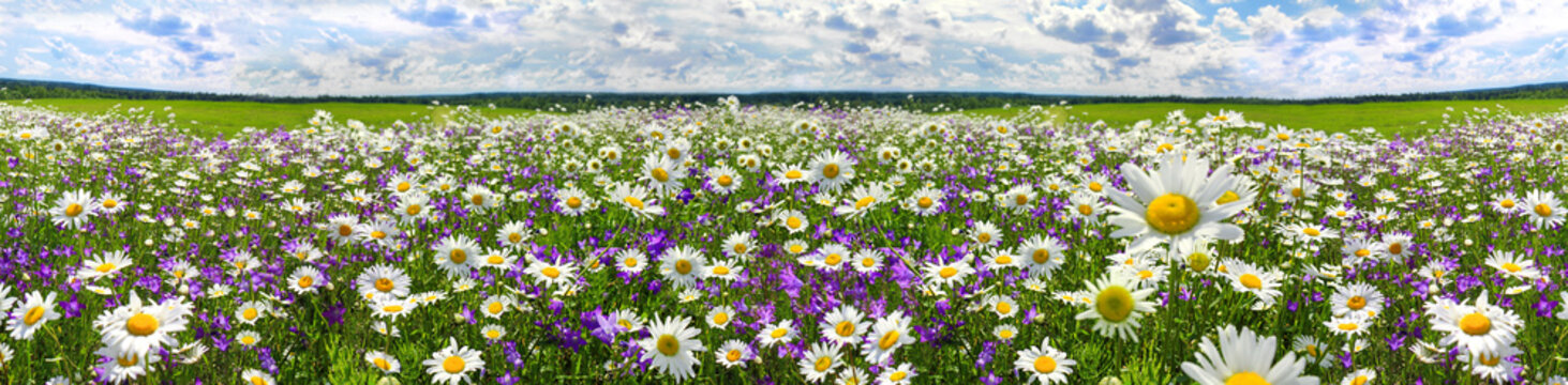 spring landscape panorama with flowering flowers on meadow © yanikap
