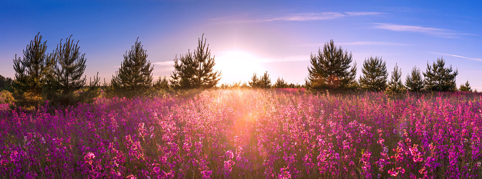 summer landscape with the blossoming meadow, sunrise