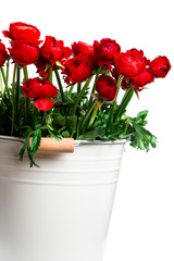 red Ranunculus white wind