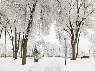Alley with tall park trees in icy frost.
