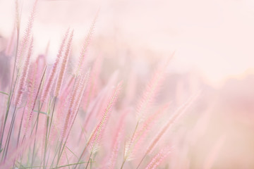 Naklejki  Grass flower in soft focus and blurred with vintage style for background
