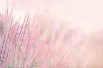 Gartenposter Romantischer Stil Grasblume in weichem Fokus und verschwommen mit Vintage-Stil für den Hintergrund