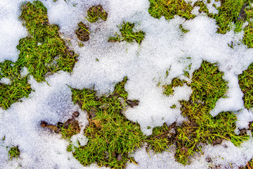 The texture of thawed snow lies on the spring green grass in the form of a map of the world