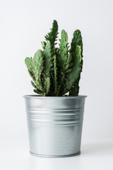 Cactus plant in a metal pot close up. Modern room decoration. Cactus house plant on white background.