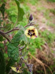 flor phisalis