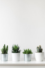 Collection of various cactus and succulent plants in different pots. Potted cactus house plants on white shelf against white wall.