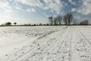 Snow in the field, trees and clouds in the sky