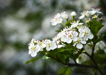 Fototapeta premium white flowers of hawthorn