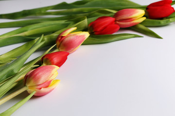 Red and yellow blooming tulips on a white background