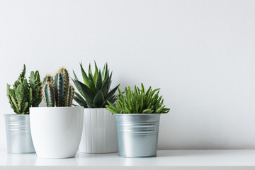 Collection de divers cactus et plantes succulentes dans différents pots. Plantes d& 39 intérieur de cactus en pot sur une étagère blanche contre un mur blanc.