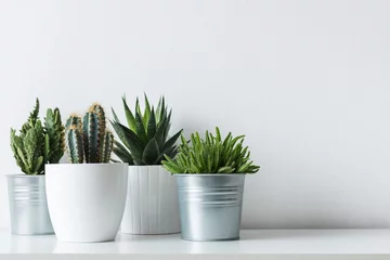 Gordijnen Verzameling van verschillende cactus- en vetplanten in verschillende potten. Ingemaakte cactus kamerplanten op witte plank tegen witte muur. © andreaobzerova