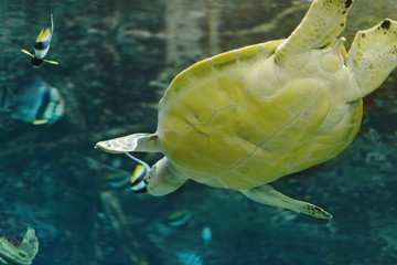 sea turtle in an aquarium