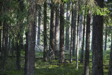 Fototapeta premium Forest