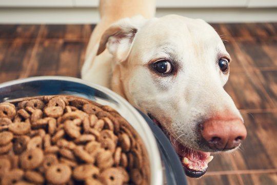 Feeding Of Hungry Dog