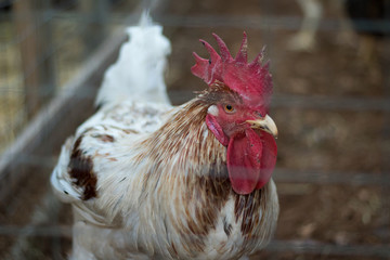 Gallo nel pollaio