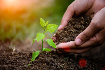 Hands holding soil to plant a young tree. Earth Day concept.
