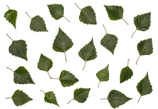 Birch leaves, birch, set of birch leaves, leaves on a white background
