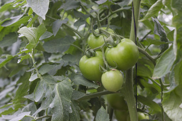 Beautiful tomatoes grown in a greenhouse. Gardening tomato photograph with copy space. Shallow depth of field