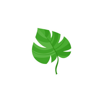 Vector flat summer symbol - tropical green monstera leaf icon. Isolated floral illustration on a white background for advertising, poster design.