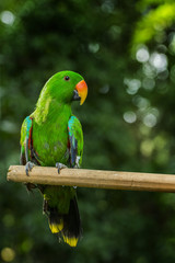 Portret zielonej papugi